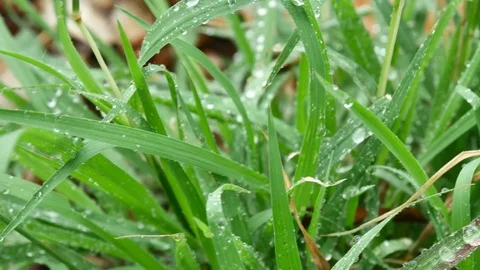 Leaves and drops of water Stock Footage 75429258
