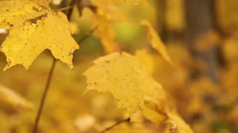 Leaves and Fall Forest, Rack Focus Stock Footage 12243555