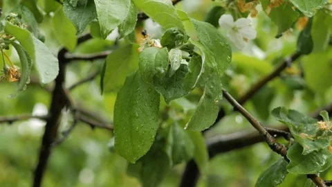 Leaves and flowers of apple tree under the spring rain. Stock Footage 90355068