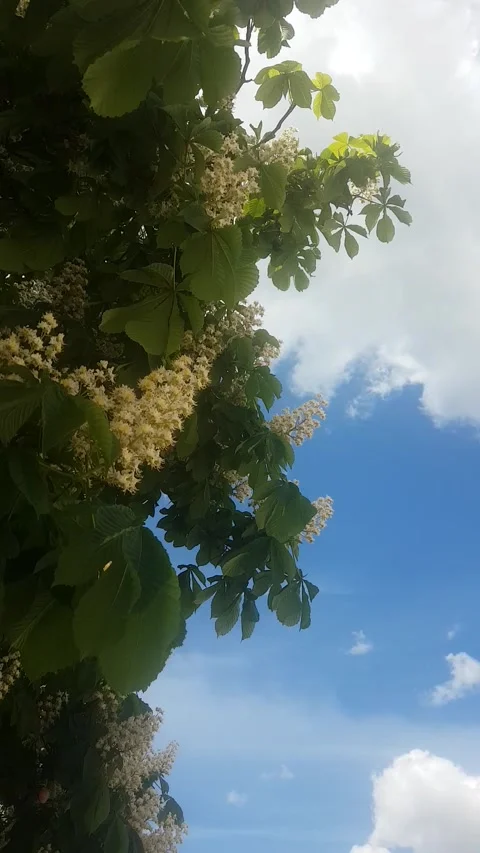 The leaves and flowers of the chestnut tree against the blue sky Stock Footage 154714778