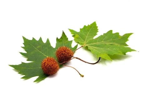 Leaves and fruit of plane tree Stock Photos