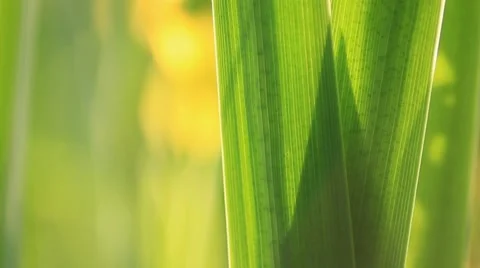 Leaves and grass 01 Stock Footage 5088207