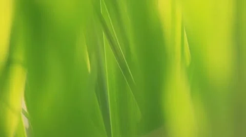 Leaves and grass 03 Stock Footage 5087800