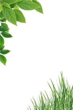 Leaves and grass Stock Illustration