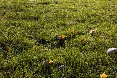 Leaves and grass Stock Photos
