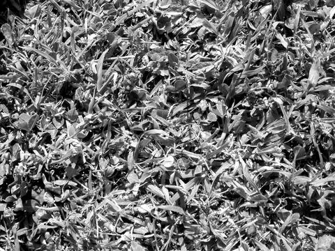 Leaves and grass Stock-Fotos