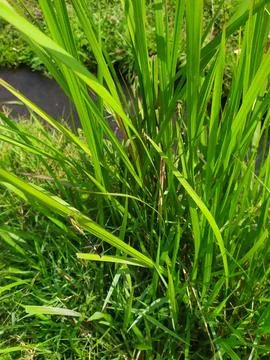 Leaves and grass Stock Photos