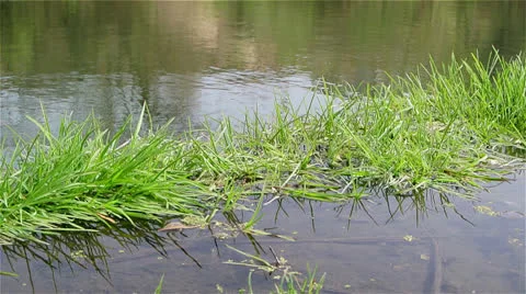 Leaves and grass on the pond surface Stock Footage 22917131