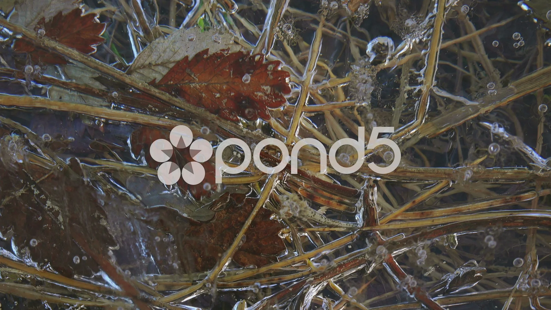 Leaves and Grass Trapped Under Ice with , Stock Video