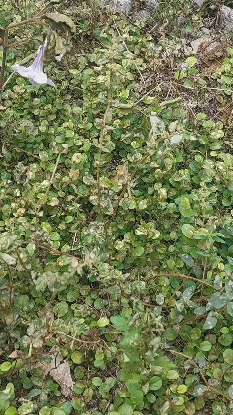 Leaves and Hidden Lizard Stock Footage 292244101