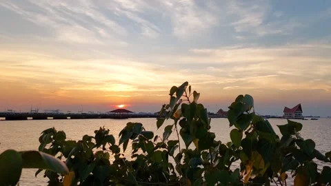 Leaves and the horizon Stock Footage 297640287