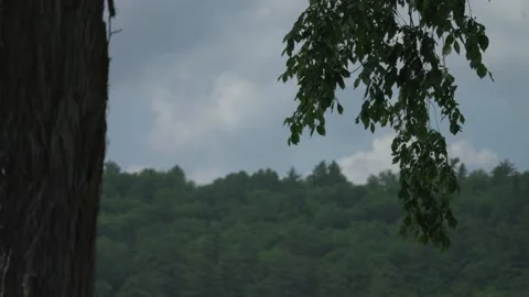 Leaves and landscape Stock Footage 171340486