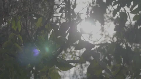 Leaves and light Stock Footage 147657721