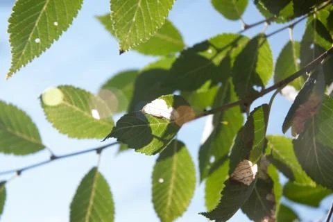 Leaves and Light Stock Photos