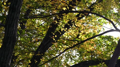Leaves and light swaying in the wind Stock Footage 166078060