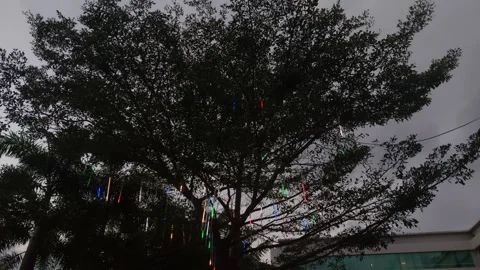 Leaves and lights (2) Stock Footage 276279239