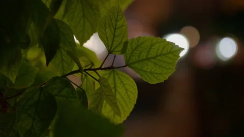 Leaves and lights Stock Footage 228800561