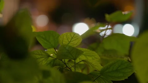 Leaves and lights Stock Footage 229498396