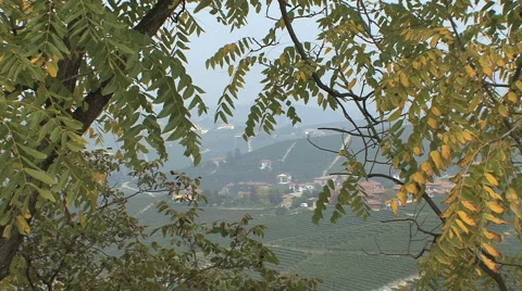 Leaves and misty view Stock Footage 3245587