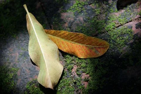 Leaves and moss Stock Photos