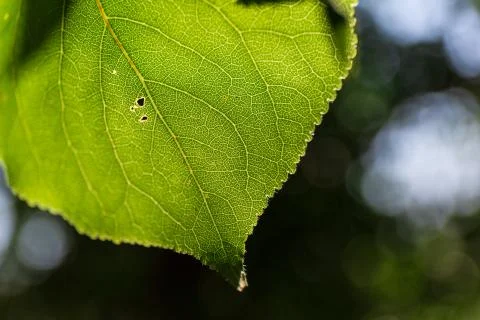 Leaves and Nature Stock Photos