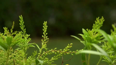 Leaves and plants lower third background blur Stock Footage 140886838