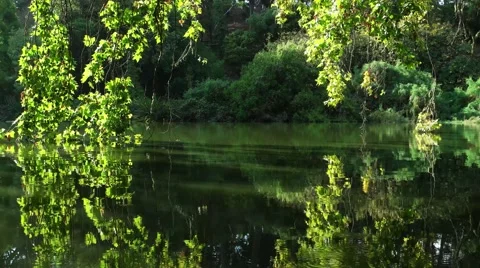 Leaves and pond Stock Footage 54620337