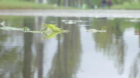 Leaves and rain Stock Footage 235170091
