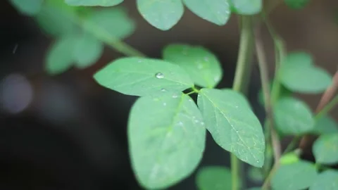 Leaves and raindrops Video stock 217877331
