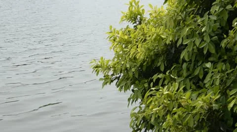 Leaves and river Stock Footage 10861360