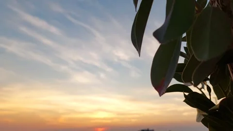 Leaves and the setting sun Stockbeeldmateriaal 297643900