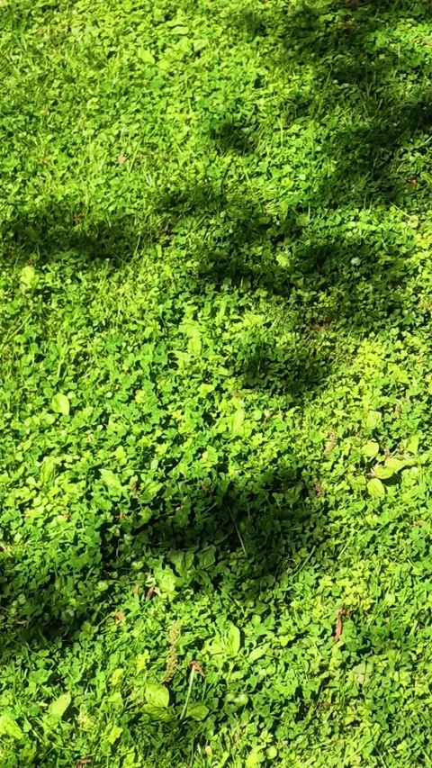 Leaves and Shadows Swaying in Wind on Green Weedy Ground Stock Footage 339270971