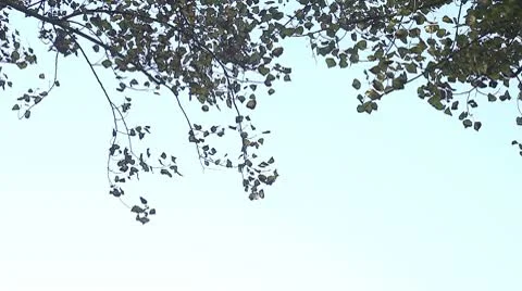 Leaves and sky Stock Footage 8929344