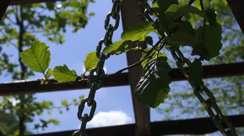 Leaves and sky Video stock 22752573