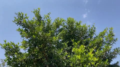 Leaves and sky Stock Footage 300244290