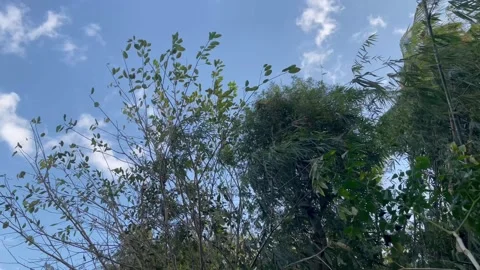Leaves and sky Stock Footage 300254542