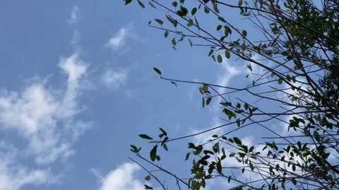 Leaves and sky Stock Footage 300254543