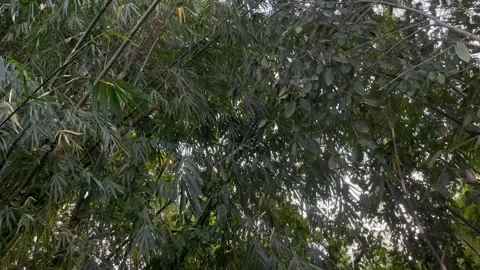 Leaves and sky Stock Footage 300254563