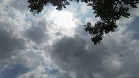 Leaves and the sky, with sunlight streaming through. Video stock 341776676