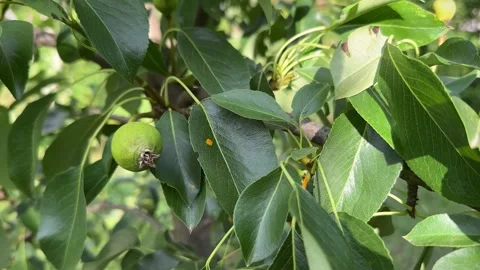 Leaves and stems of a pear tree affected by orange spots or pear rust fungal Stock-Footage 279226752