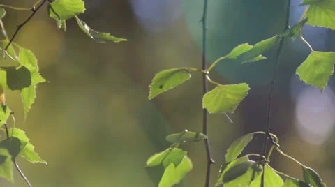 The leaves and the sun 2 Stock Footage 55085381