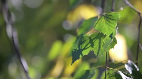 The leaves and the sun 3 Stock Footage 55085401