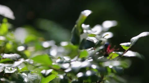 The leaves and the sun 4 Stock Footage 55138480