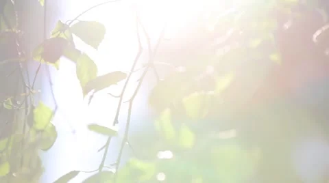 The leaves and the sun Stock Footage 55085371