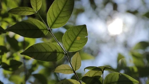 Leaves and sun. Video stock 106798721