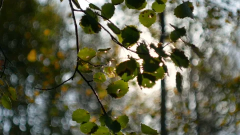 Leaves and sun Stock Footage 116811010