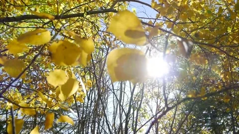 Leaves and Sun Shining Stock Footage 141287989