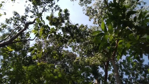 Leaves and sunlight 1 Stock Footage 265019526