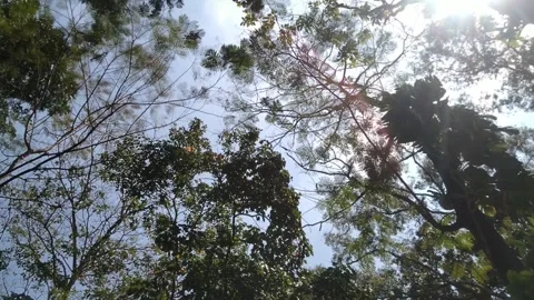 Leaves and sunlight 2 Stock Footage 265019082