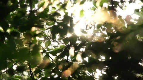 Leaves and Sunlight Vídeos de archivo 74597842